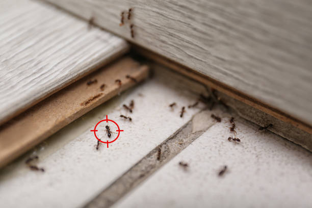 Best Best Pest Control Companies  in Lynnwood, WA