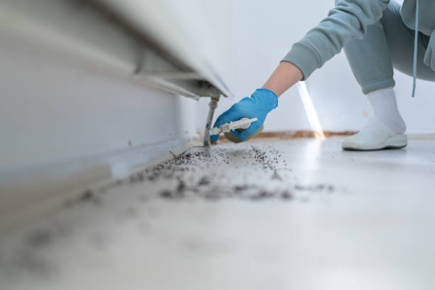 Best Spider Control Near Me  in Lynnwood, WA